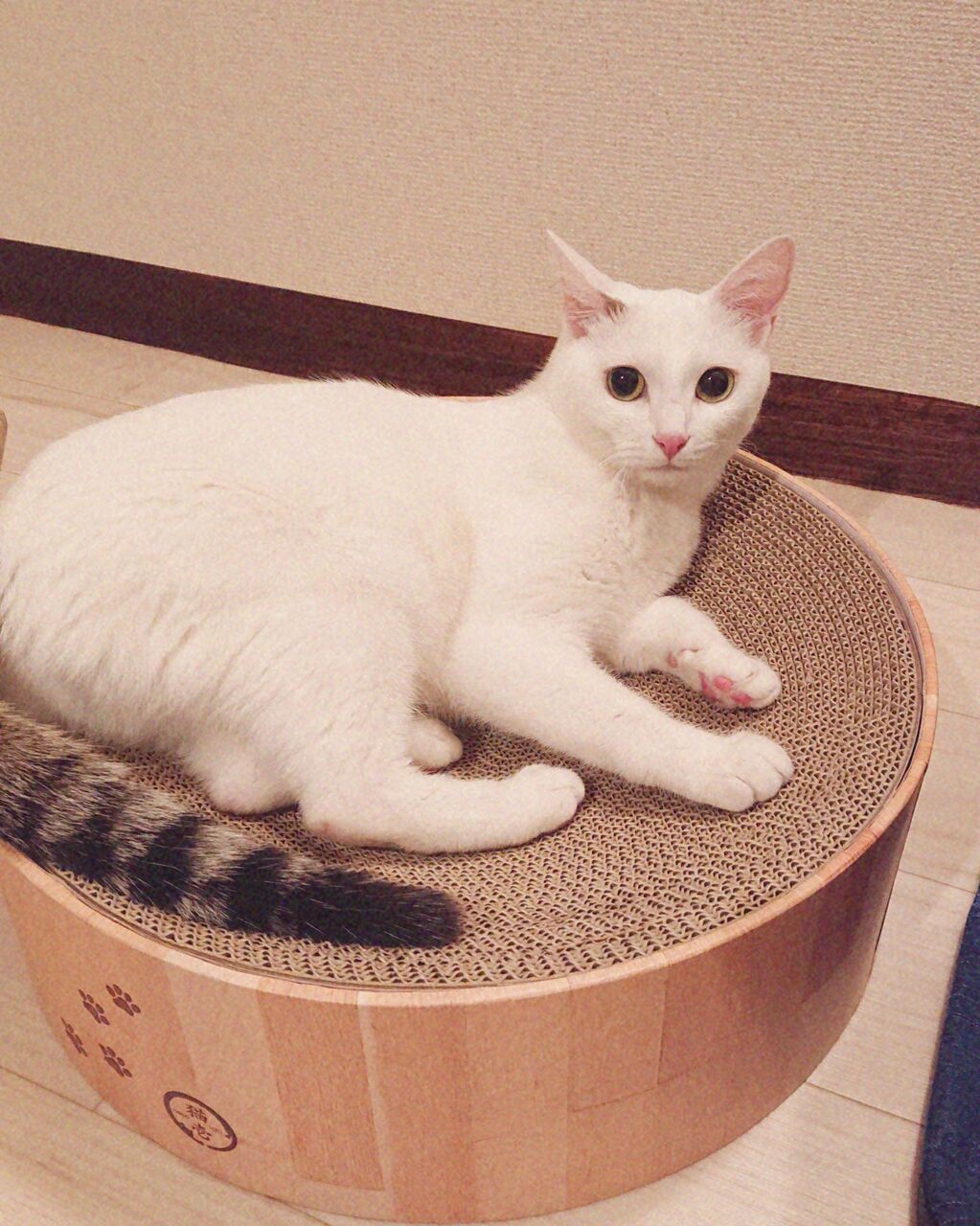 cat2