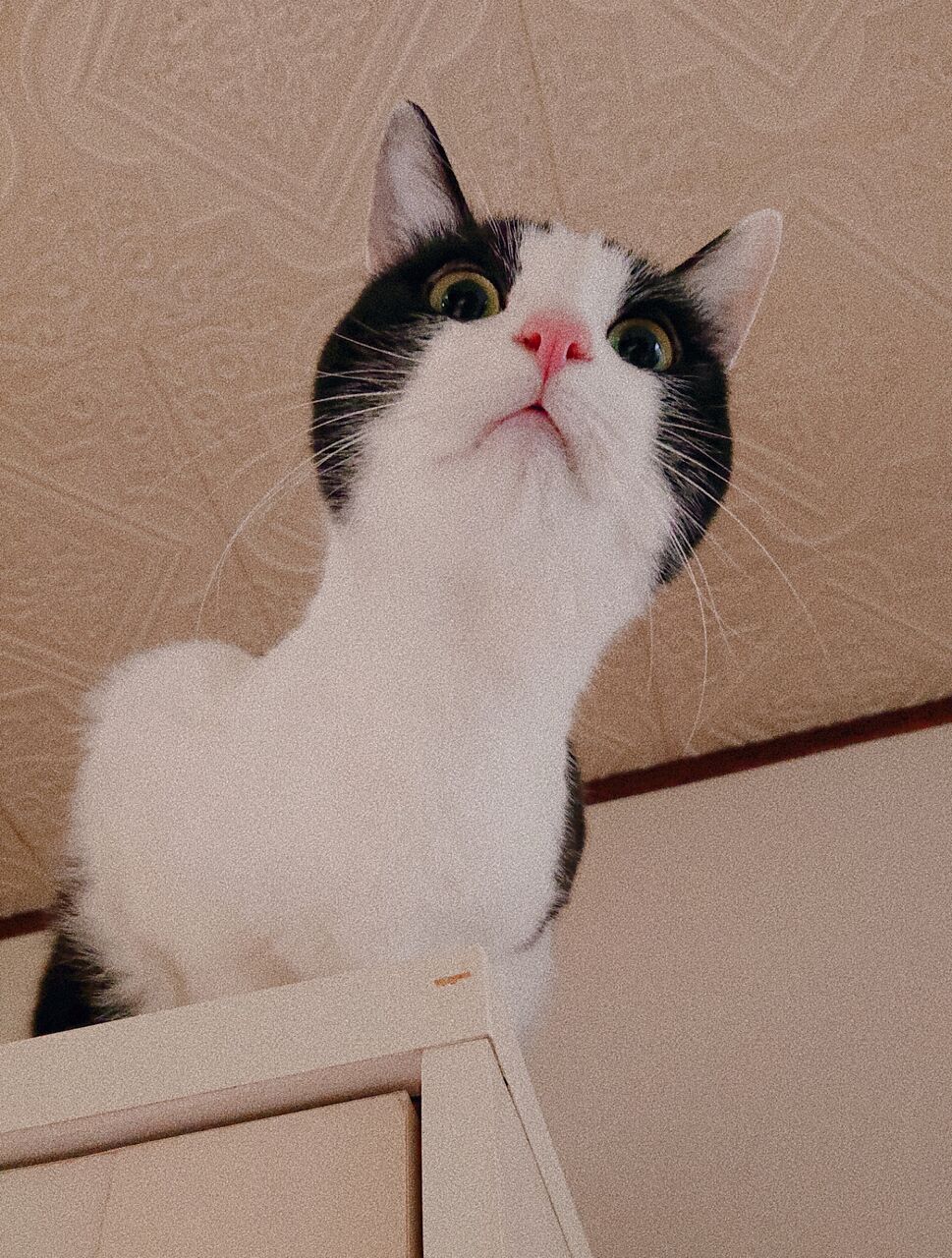 cat3
