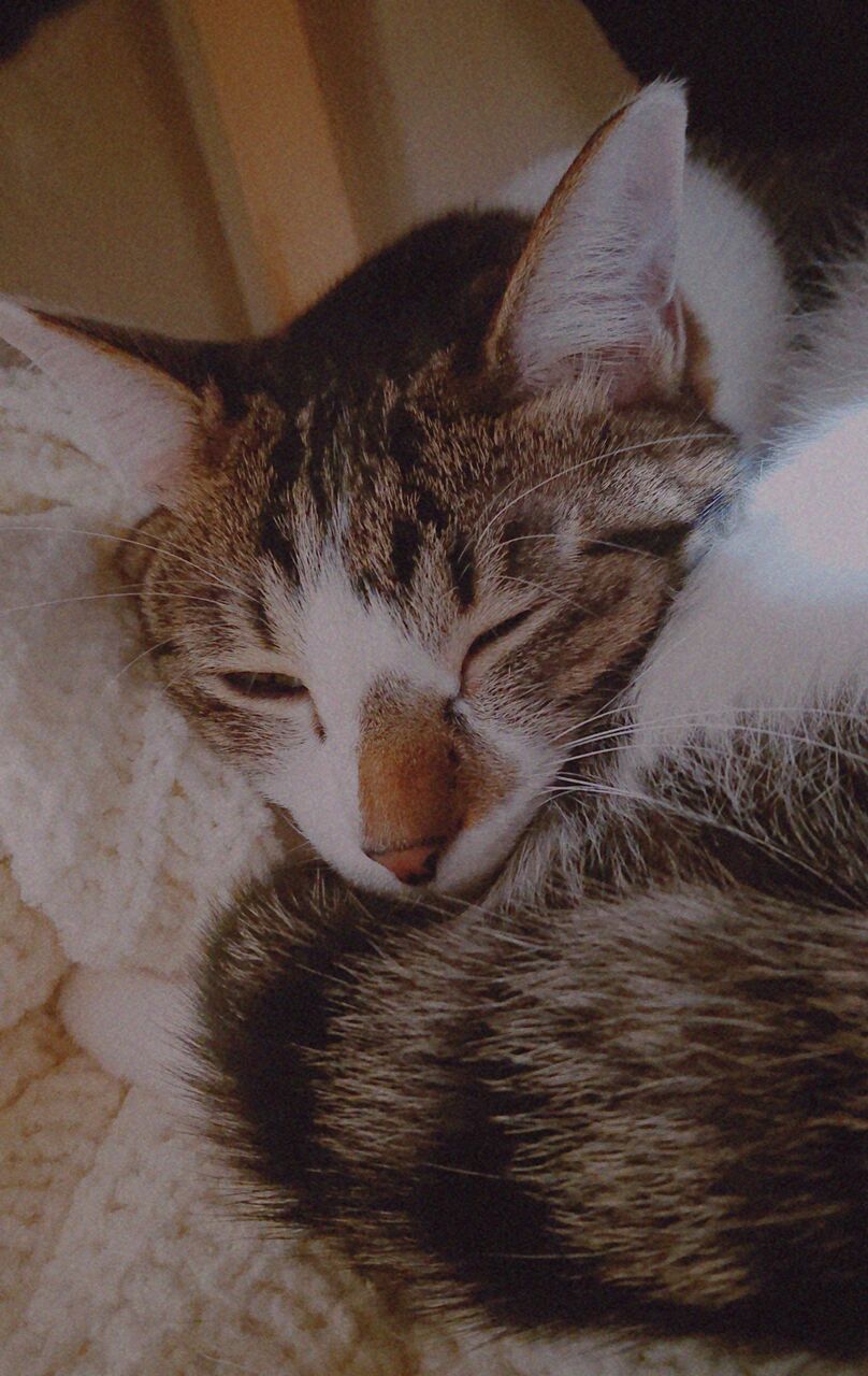 cat1